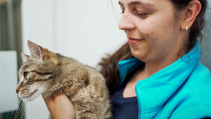 ドイツの保護施設内に収容された猫