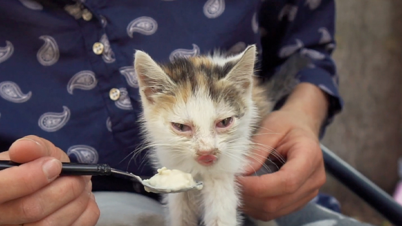 保護施設で食事を与えられている野良の子猫